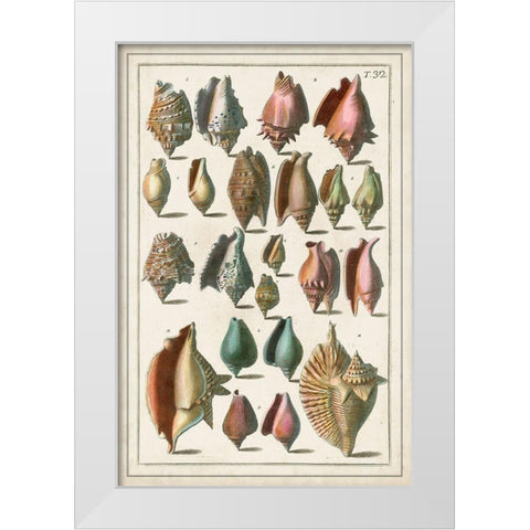 Grand Seba Shells III White Modern Wood Framed Art Print by Seba, Albertus
