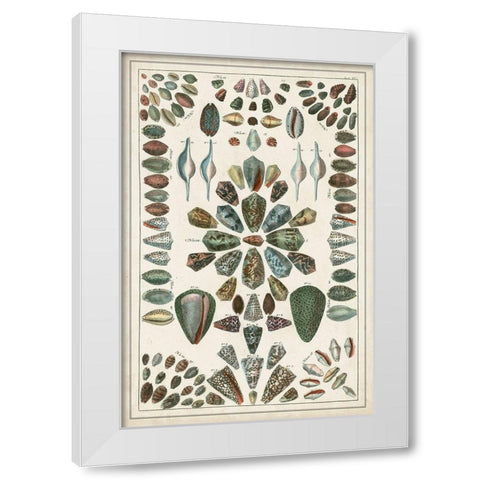 Grand Seba Shells IV White Modern Wood Framed Art Print by Seba, Albertus