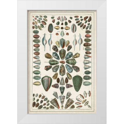 Grand Seba Shells IV White Modern Wood Framed Art Print by Seba, Albertus