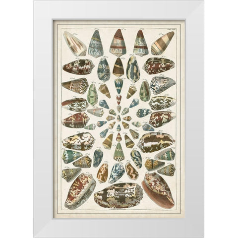 Grand Seba Shells V White Modern Wood Framed Art Print by Seba, Albertus