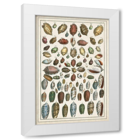 Grand Seba Shells VI White Modern Wood Framed Art Print by Seba, Albertus