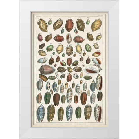 Grand Seba Shells VI White Modern Wood Framed Art Print by Seba, Albertus