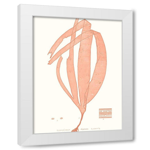 Vivid Coral Seaweed I White Modern Wood Framed Art Print by Vision Studio
