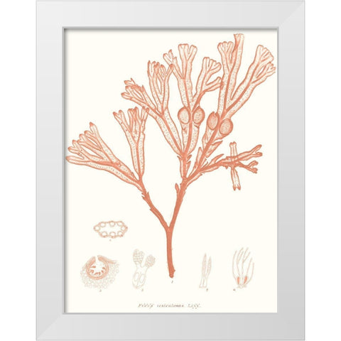Vivid Coral Seaweed III White Modern Wood Framed Art Print by Vision Studio