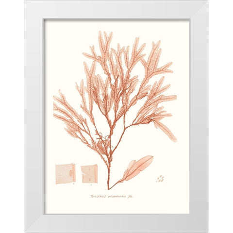 Vivid Coral Seaweed V White Modern Wood Framed Art Print by Vision Studio