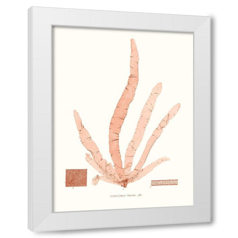 Vivid Coral Seaweed VI White Modern Wood Framed Art Print by Vision Studio