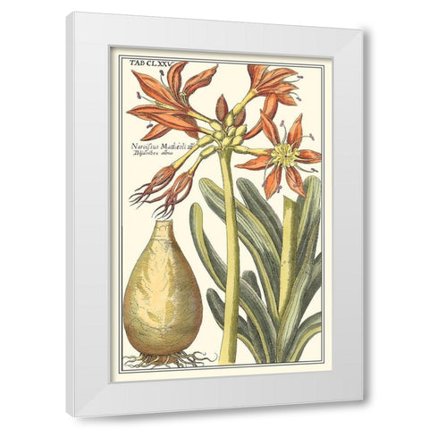 Botanical Beauty III White Modern Wood Framed Art Print by Vision Studio