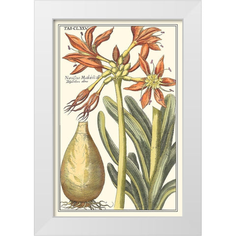 Botanical Beauty III White Modern Wood Framed Art Print by Vision Studio