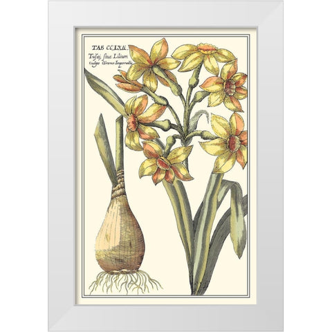 Botanical Beauty IV White Modern Wood Framed Art Print by Vision Studio