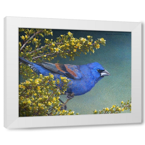 Blue Grosbeak White Modern Wood Framed Art Print by Vest, Chris