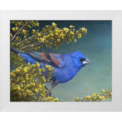 Blue Grosbeak White Modern Wood Framed Art Print by Vest, Chris