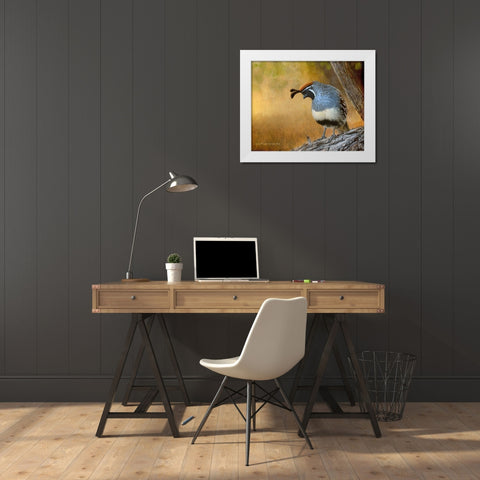 Male Quail White Modern Wood Framed Art Print by Vest, Chris