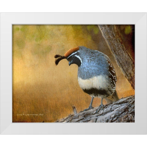 Male Quail White Modern Wood Framed Art Print by Vest, Chris