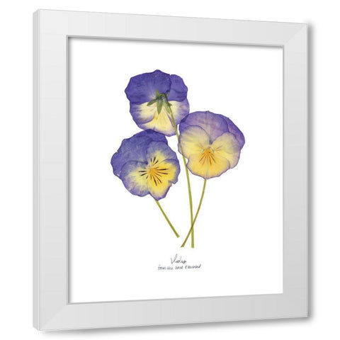Pressed Violas II White Modern Wood Framed Art Print by Popp, Grace