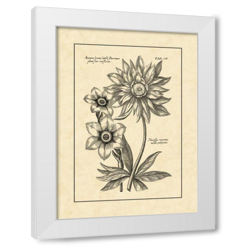 Vintage Besler I White Modern Wood Framed Art Print by Besler, Basilius