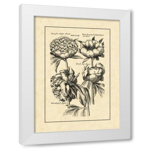 Vintage Besler II White Modern Wood Framed Art Print by Besler, Basilius