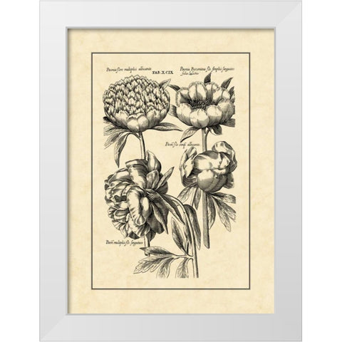 Vintage Besler II White Modern Wood Framed Art Print by Besler, Basilius