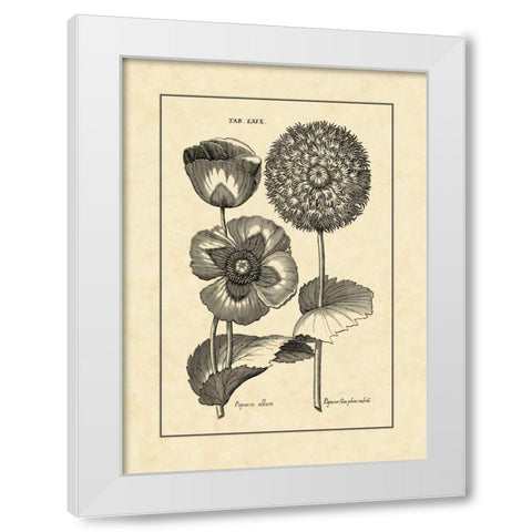 Vintage Besler III White Modern Wood Framed Art Print by Besler, Basilius