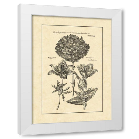 Vintage Besler IV White Modern Wood Framed Art Print by Besler, Basilius