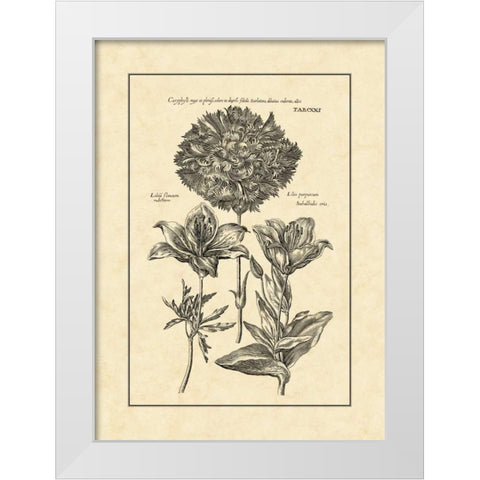 Vintage Besler IV White Modern Wood Framed Art Print by Besler, Basilius