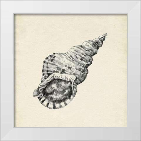 Seashell Pencil Sketch I White Modern Wood Framed Art Print by Caroline, Emma