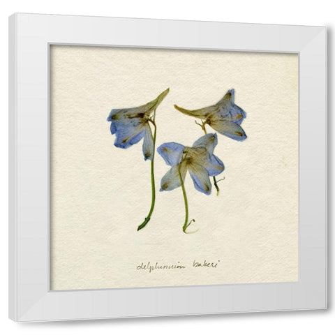 Pressed Blue Delphinium I White Modern Wood Framed Art Print by Caroline, Emma