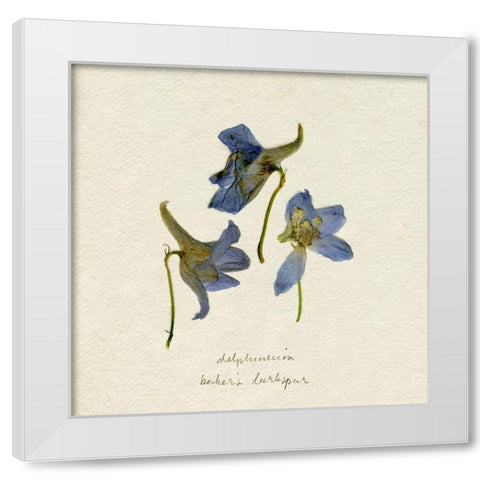 Pressed Blue Delphinium II White Modern Wood Framed Art Print by Caroline, Emma