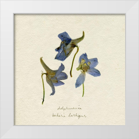 Pressed Blue Delphinium II White Modern Wood Framed Art Print by Caroline, Emma