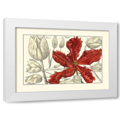 Embellished Arena Botanical III White Modern Wood Framed Art Print by Arena