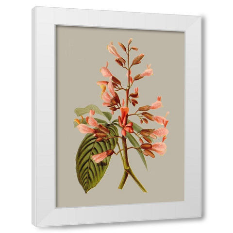 Botanical Array I White Modern Wood Framed Art Print by Vision Studio
