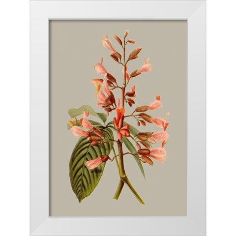 Botanical Array I White Modern Wood Framed Art Print by Vision Studio