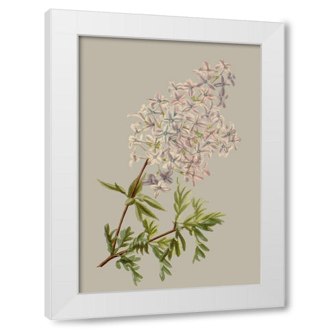 Botanical Array II White Modern Wood Framed Art Print by Vision Studio