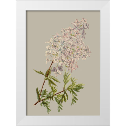 Botanical Array II White Modern Wood Framed Art Print by Vision Studio