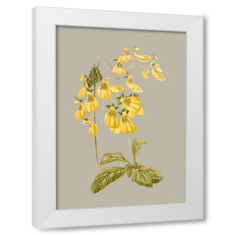 Botanical Array III White Modern Wood Framed Art Print by Vision Studio