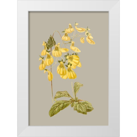 Botanical Array III White Modern Wood Framed Art Print by Vision Studio