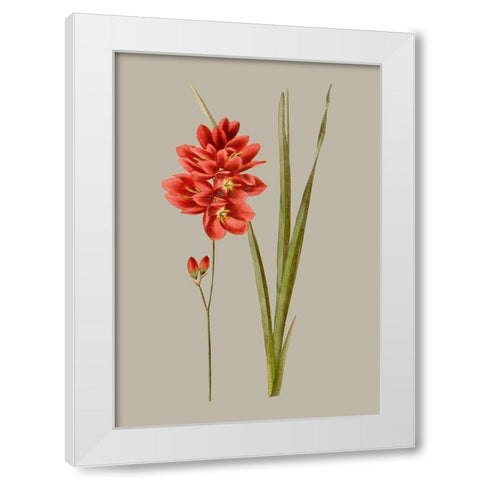 Botanical Array IV White Modern Wood Framed Art Print by Vision Studio