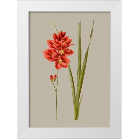 Botanical Array IV White Modern Wood Framed Art Print by Vision Studio