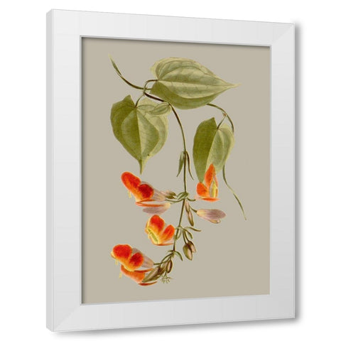 Botanical Array VI White Modern Wood Framed Art Print by Vision Studio