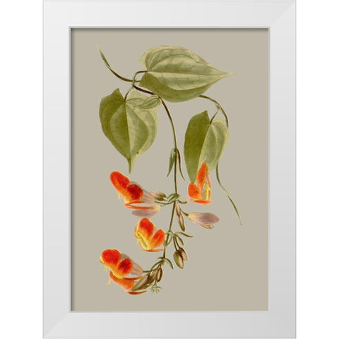 Botanical Array VI White Modern Wood Framed Art Print by Vision Studio