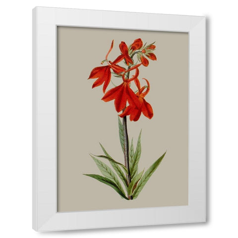 Botanical Array VII White Modern Wood Framed Art Print by Vision Studio