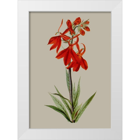 Botanical Array VII White Modern Wood Framed Art Print by Vision Studio