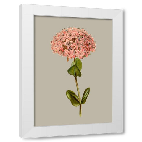 Botanical Array VIII White Modern Wood Framed Art Print by Vision Studio