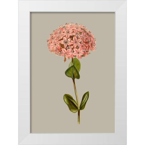 Botanical Array VIII White Modern Wood Framed Art Print by Vision Studio