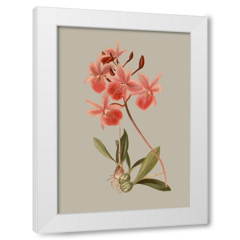 Botanical Array IX White Modern Wood Framed Art Print by Vision Studio