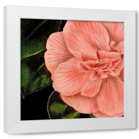 Dramatic Camellia I White Modern Wood Framed Art Print by Vision Studio