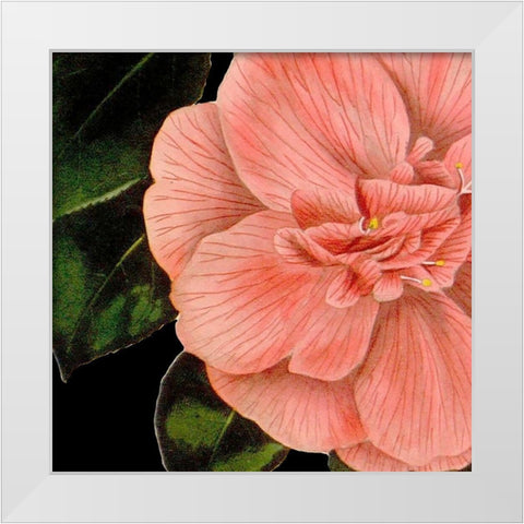 Dramatic Camellia I White Modern Wood Framed Art Print by Vision Studio