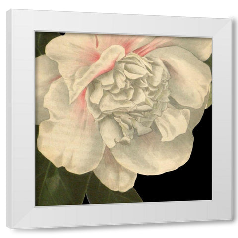 Dramatic Camellia II White Modern Wood Framed Art Print by Vision Studio