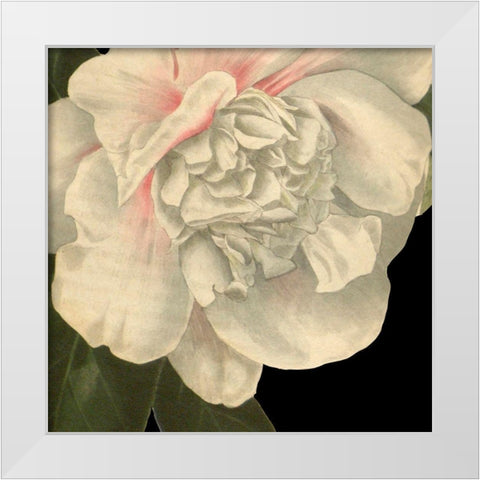 Dramatic Camellia II White Modern Wood Framed Art Print by Vision Studio