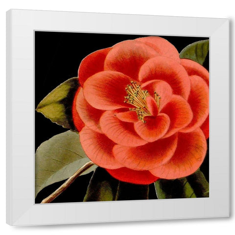 Dramatic Camellia III White Modern Wood Framed Art Print by Vision Studio