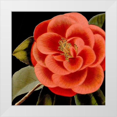 Dramatic Camellia III White Modern Wood Framed Art Print by Vision Studio